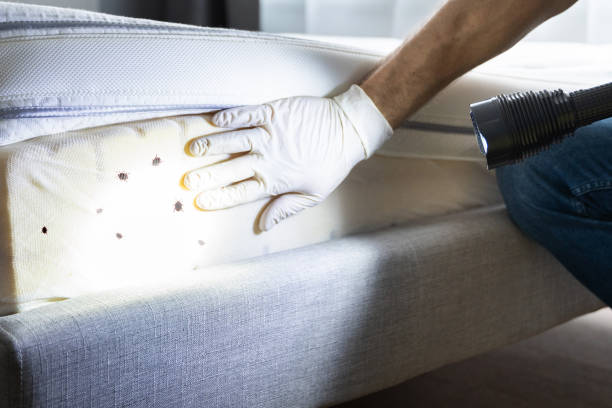 Best Mosquito Control Services  in Rothschild, WI